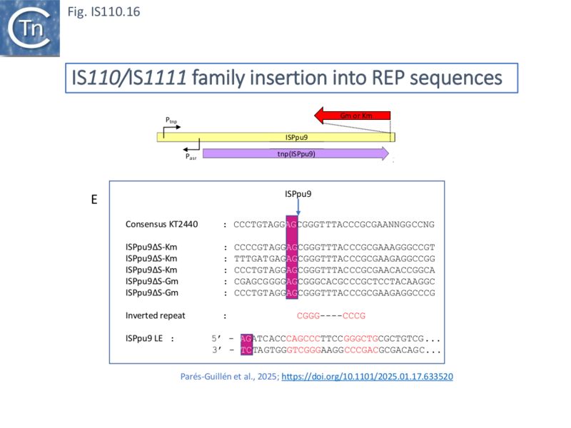 File:IS110.16b.png