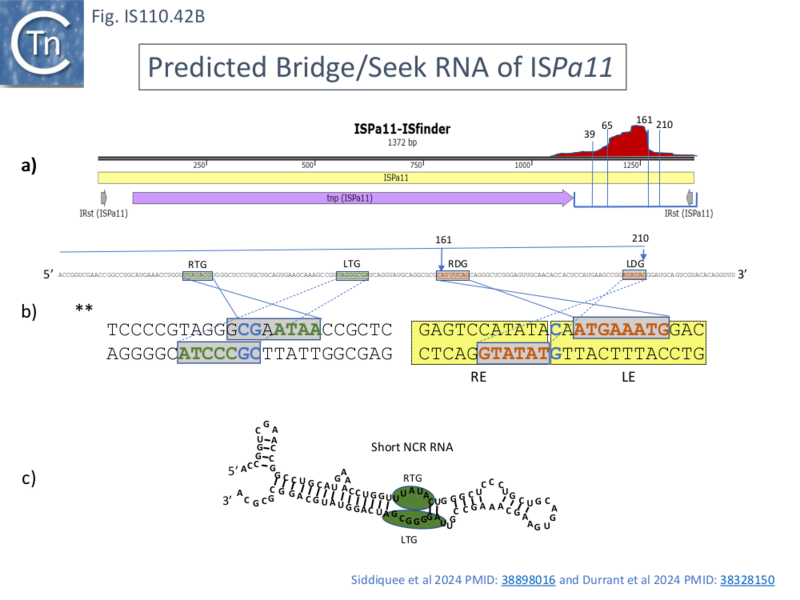 File:IS110.42B.png